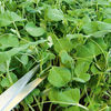 Value Vegetable Seed Collection - January-February Harvest