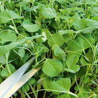 Value Vegetable Seed Collection - January-February Harvest