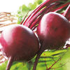 Value Vegetable Seed Collection - July-August Harvest