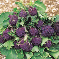 Value Vegetable Seed Collection - March-April Harvest