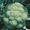 Value Vegetable Seed Collection - November-December Harvest