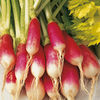Value Vegetable Seed Collection - Starter Pack for Beginners