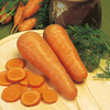 Value Vegetable Seed Collection - Stew Pot