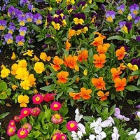Value Winter Bedding Plants - Our Selection