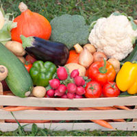 Veg Box Plants - Lucky Dip Collection