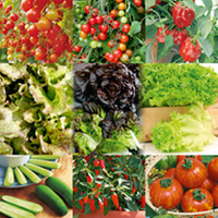 Veg Salad Plant Collection