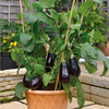 Vegetable Grafted Connoisseur Collection - 6 Plants