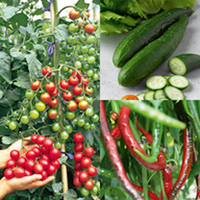 Vegetable Grow Bag Crate Kit Collection
