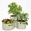 Vegetable Patio Planters