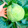 Vegetable Plants - Autumn Brassica Collection