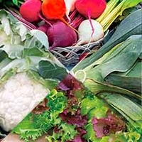 Vegetable Plants - Autumn Collection