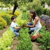 Vegetable Plants - Bumper Collection