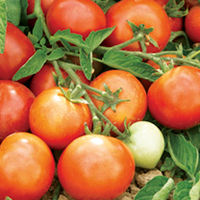 Vegetable Plants - Connoisseurs Gardeners Collection