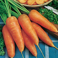 Vegetable Protected Winter Plants - Collection