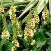 Verbascum Dark Eyes