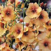 Verbascum Jackie