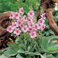 Verbascum Jackie in Pink