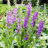 Verbascum Plant - Blue Pixie
