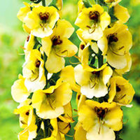 Verbascum Plant - Buttercup