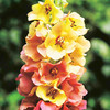 Verbascum Plant - Caribbean Crush