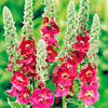 Verbascum Plant - Cherry Helen