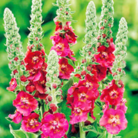 Verbascum Plant - Cherry Helen