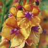 Verbascum Plant - Clementine