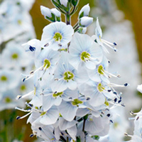Verbascum Plant - Flush of White