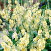 Verbascum Plant - Gainsborough