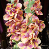 Verbascum Plant - Jester