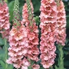 Verbascum Plant - Pink Petticoats