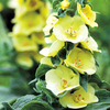Verbascum Plant - Primrose Path
