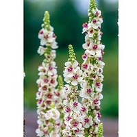 Verbascum Plant - Snowy Spires