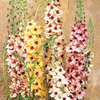 Verbascum Plants - Southern Charm
