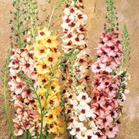 Verbascum Plants - Southern Charm