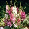 Verbascum Seeds - Velvet Mixed