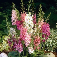 Verbascum Seeds - Velvet Mixed