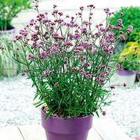 Verbena Bonariensis Lollipop
