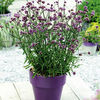 Verbena Bonariensis Lollipop Plants
