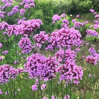 Verbena bonariensis Plant