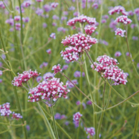 Verbena Bonariensis Plant