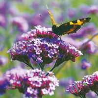 Verbena bonariensis Plants
