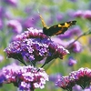 Verbena bonariensis Plants