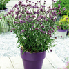 Verbena Lollipop Plants