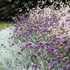 Verbena Plant - Lollipop