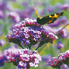 Verbena Plants - bonariensis