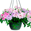 Verbena Plants - Mickey Collection
