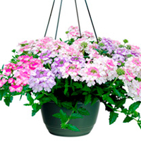 Verbena Plants - Mickey Collection