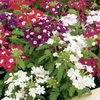 Verbena Plants - Quartz Mixed