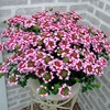 Verbena Plants - Red Rose